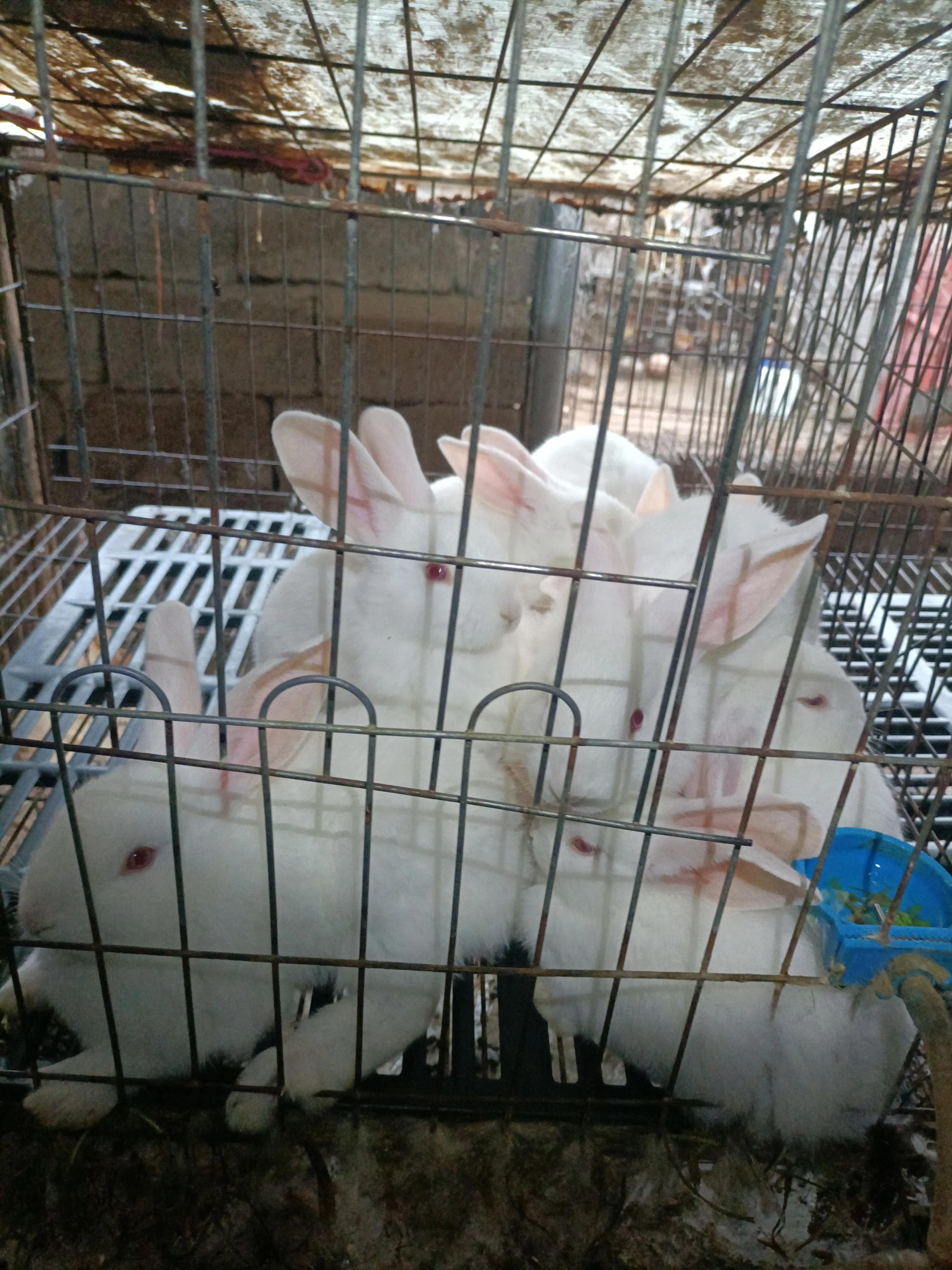 自己养兔如何销售？养50只种兔 一年净赚3万元，科学管理是关键